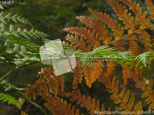 Image of Fern