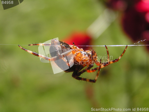 Image of Spider on a string