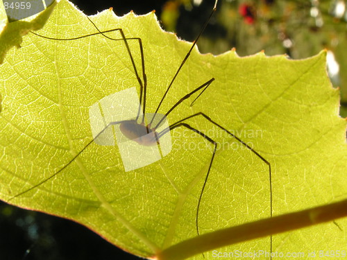 Image of Daddy Long-leg