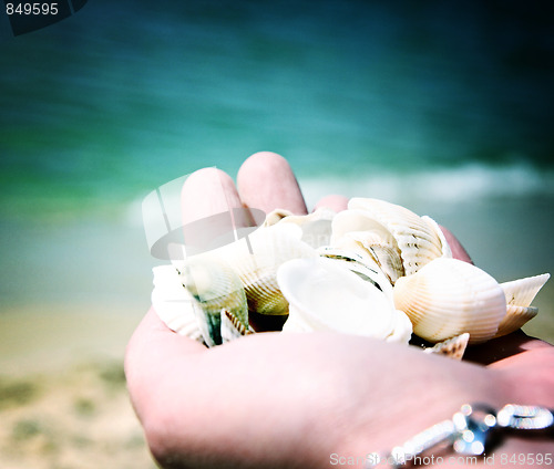 Image of Scallop