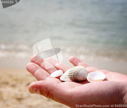 Image of Scallop