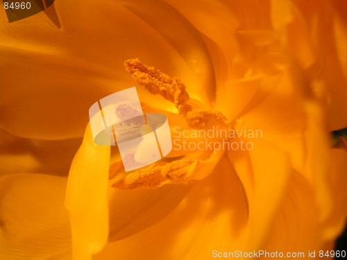 Image of Inside a Tulip