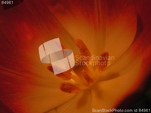 Image of Inside a Tulip