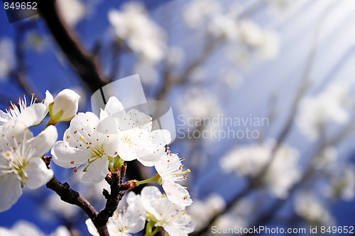 Image of Spring Flowers