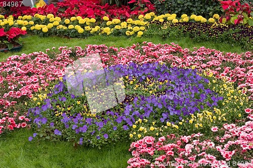 Image of colorful flower