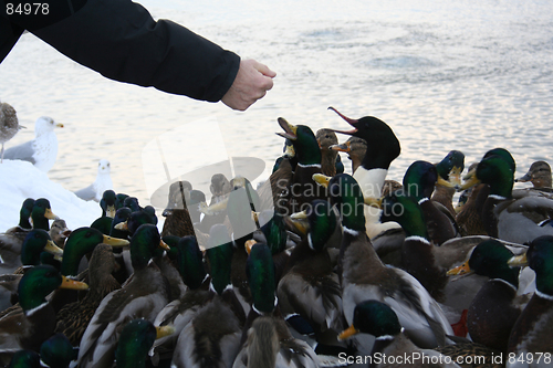 Image of feeding