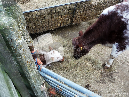 Image of Cow And Calf