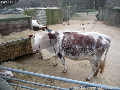 Image of Cow And Calf