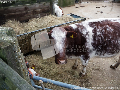 Image of Cow And Calf