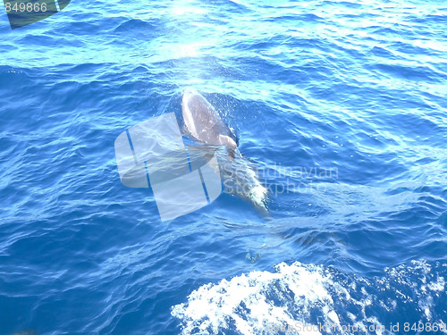 Image of Dolphin