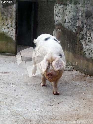 Image of Big Pink Pig