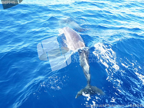 Image of Dolphin