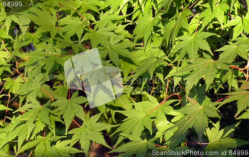 Image of Maple Leaves Texture