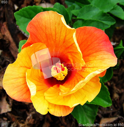 Image of Color beauty