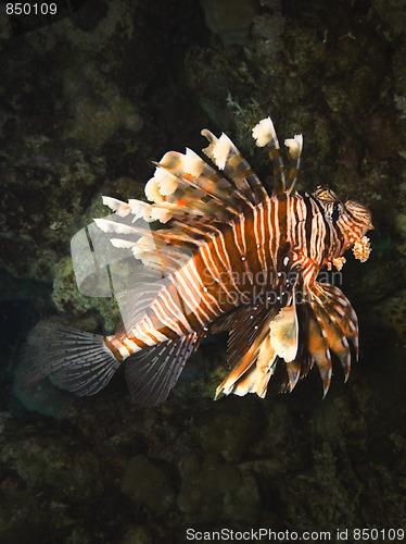 Image of Lionfish