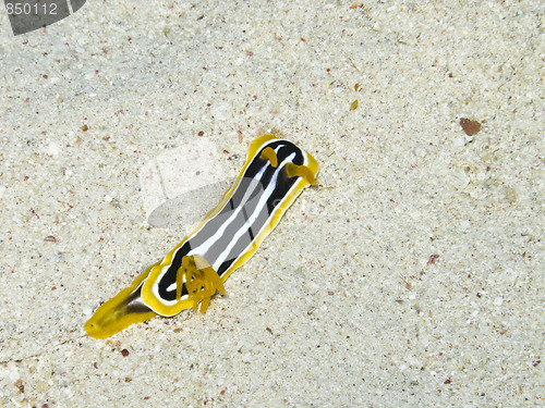 Image of colorful sea slug