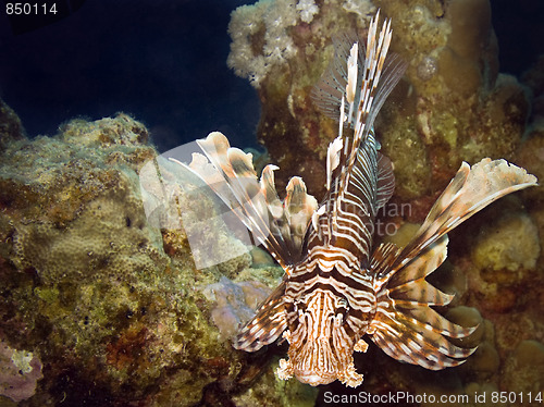 Image of Lionfish