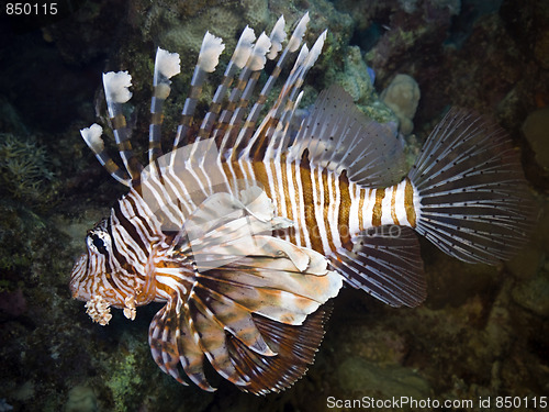 Image of Red Lionfish