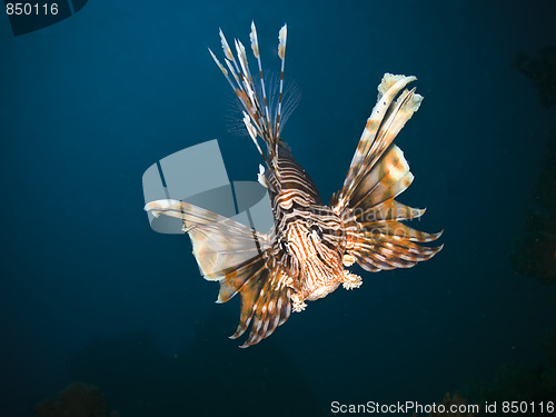 Image of Lionfish closeup picture