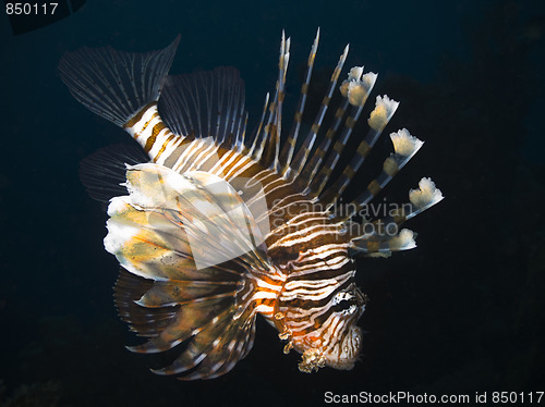 Image of Firefish