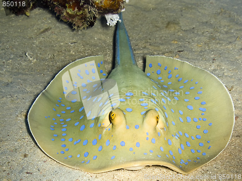 Image of Blue-spotted ribbontail ray