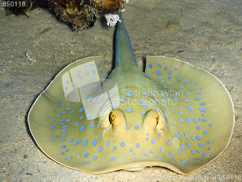 Image of Blue-spotted ribbontail ray