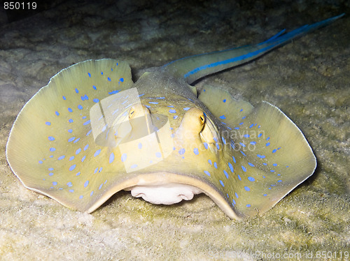 Image of Blue-spotted ribbontail ray 