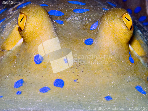 Image of Blue-spotted ribbontail ray closeup