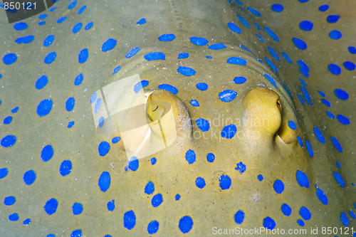 Image of Bluespotted ribbontail ray