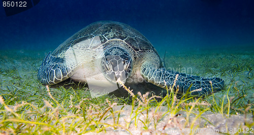 Image of Sea turtle