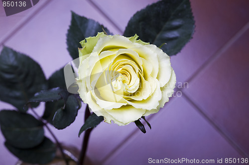 Image of yellow rose arrangement photographed on  violet background