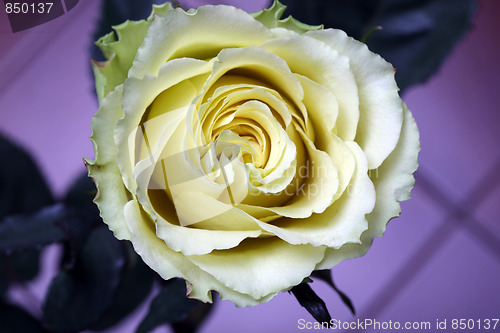Image of  yellow rose arrangement photographed on  violet background
