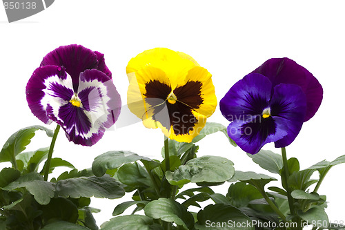 Image of Colourful  Pansies in a row isolated over white