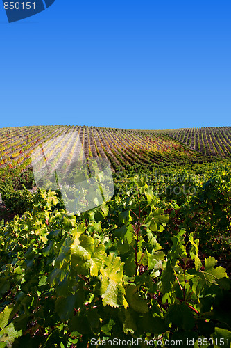 Image of Douro Vineyards