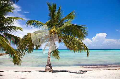 Image of Tropical Beach