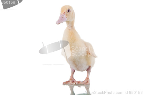 Image of Cute Duckling