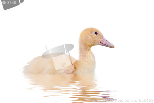 Image of Cute Duckling