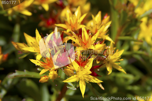 Image of Stonecrop