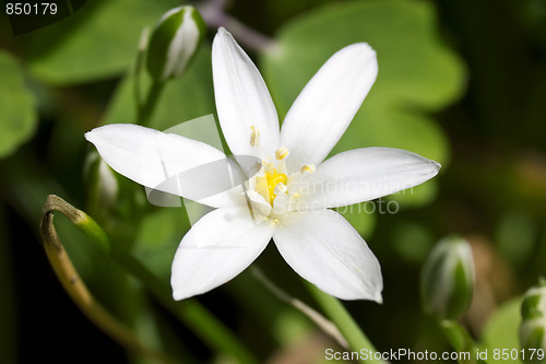 Image of Star of Bethlehem  