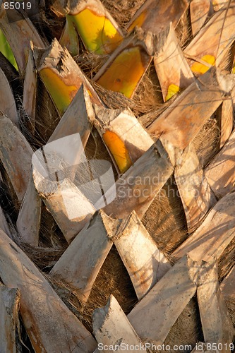 Image of Prickly trunk