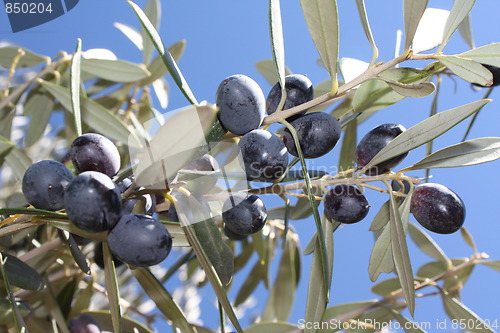 Image of Olive tree branch with olives