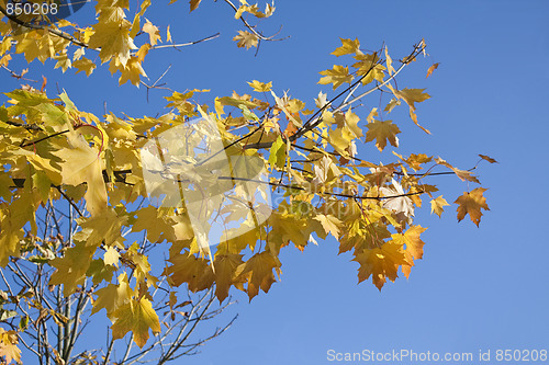 Image of Autumn Leaves