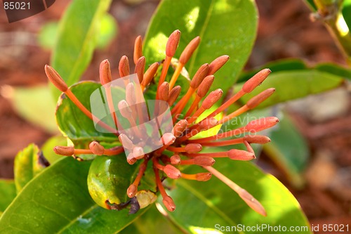 Image of Ready to bloom