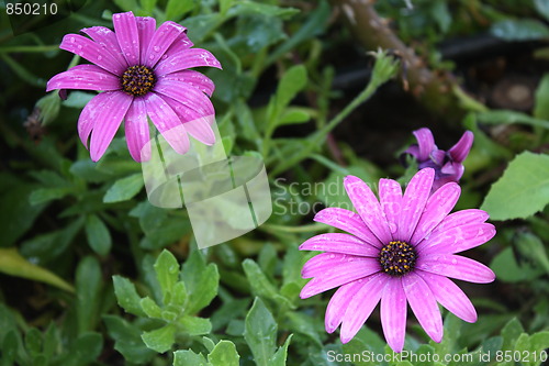 Image of Daisies