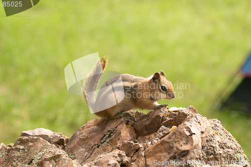 Image of The cautious chipmunk