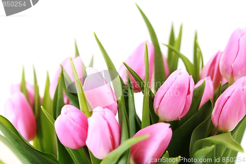 Image of pink