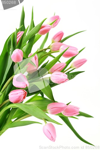 Image of pink