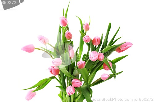 Image of pink