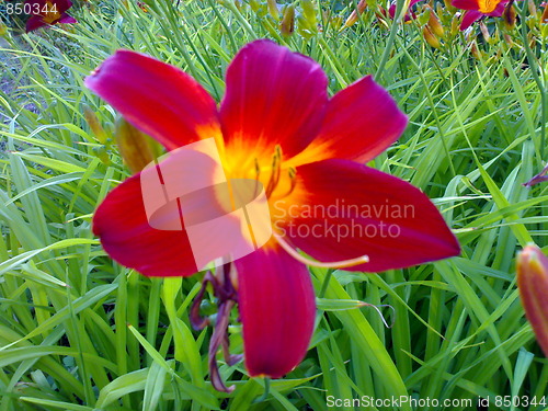 Image of  Tulip  