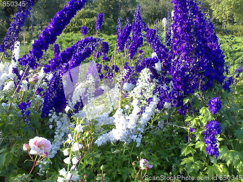 Image of Delphinium  